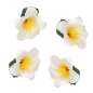 Preview: white frangipani hair flower